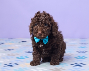 Chip Mini Poodle